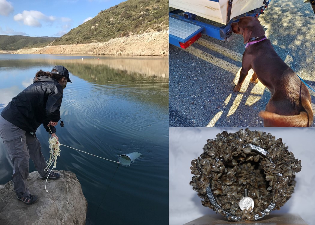 Zebra and Quagga Mussel Testing
